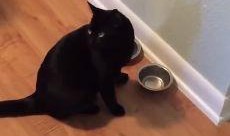 小猫吃瓜画,萌态十足引网友热议