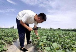 田间地头吃瓜,瓜香四溢的夏日时光