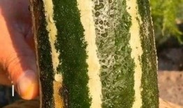 有谁的瓜可以吃