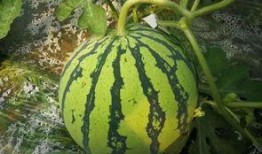 吃瓜宗门大瓜,一场惊心动魄的大瓜盛宴