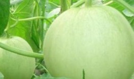 孕妇可以吃胶瓜吗,胶瓜的适宜食用与注意事项