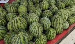 吃瓜歌八种瓜,吃瓜歌里的甜蜜诱惑