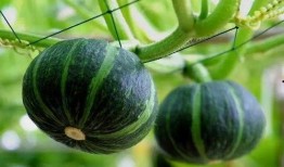 最近kpop吃瓜,揭秘近期热门吃瓜事件