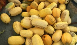 地里的大白瓜怎么吃,地头大白瓜的多样食法探索