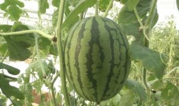 吃瓜怎么吃得更快视频,揭秘如何快速吃瓜技巧