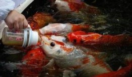 喂鱼吃瓜,瓜果飘香时