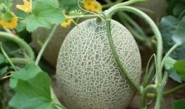 西域进贡的吃瓜,瓜果飘香，丝路美食之旅