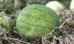 兰州爆料吃瓜,吃瓜群众揭秘城市热点事件