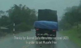 各类吃瓜视频合集下载