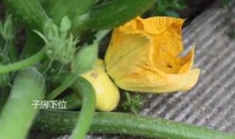 吃蜜糖长大的吧 吃瓜,探寻甜蜜与辛辣的交织之旅