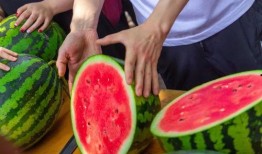 佳木斯学校吃瓜,揭秘校园里的“瓜田”风云