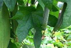 水瓜吃有什么效果,润肠通便，美容养颜的秘密武器