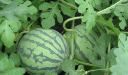 第609章 吃瓜,吃瓜群众眼中的风云变幻