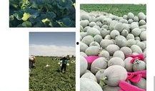 新疆哈密吃瓜,甜蜜诱惑，瓜香四溢的西域珍果