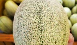 青雨蜜瓜怎么吃,尽享夏日清新美味