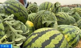 上树吃瓜图文,一窥夏日悠闲时光