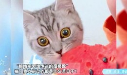 猫 吃瓜 表情包,萌态百出，笑料横生