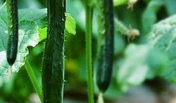 小瓜吃瓜日常,揭秘娱乐圈那些事儿