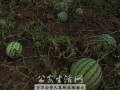 偷东西吃瓜,偷吃瓜果引发的趣味故事