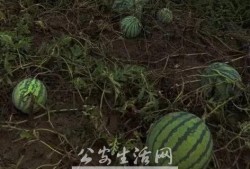 偷东西吃瓜,偷吃瓜果引发的趣味故事