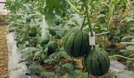 宜兴吃瓜小分队,探寻美食背后的故事