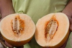 哈蜜吃瓜图片,夏日清凉美食瞬间