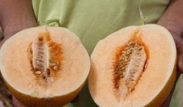 哈蜜吃瓜图片,夏日清凉美食瞬间