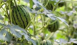 安溪龙湖吃瓜,夏日吃瓜盛宴，品味乡村休闲时光