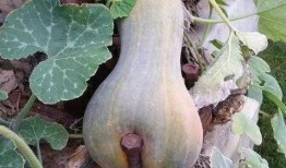 站在塔顶吃大瓜,一场别开生面的高空盛宴