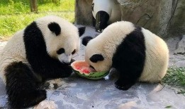 圆润熊猫吃瓜