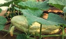 吃树叶瓜,大自然的绿色馈赠