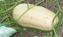 冬瓜视频吃瓜,揭秘吃瓜群众的趣味生活