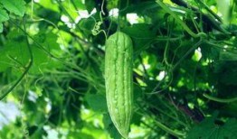 尼泊尔吃洋瓜根,传统美食的现代演绎