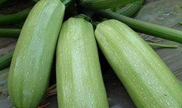 吃三月瓜,探寻三月瓜的独特风味