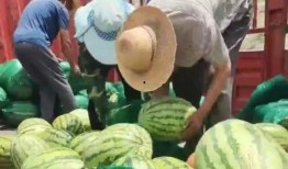 石狮凤凰城吃瓜,一场别开生面的“吃瓜”盛宴