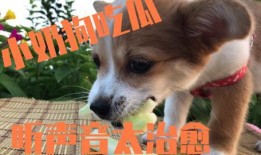 吃狗吃瓜,一场关于道德与争议的全民盛宴