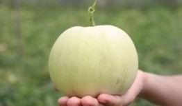 香水柠檬瓜怎么吃,香水柠檬瓜的多样食用指南