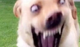 吃瓜狗表情包,网络时代的幽默风向标