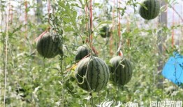 巨野谢苗苗吃瓜视频,揭秘幕后故事