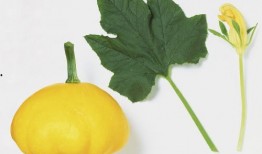 吃树叶瓜,大自然的绿色馈赠