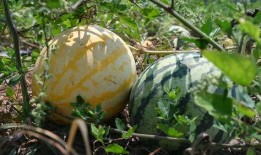 吃瓜微信壁纸,趣味微信壁纸大盘点