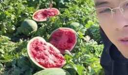 吃瓜视频曹县,揭秘网络热传视频背后的故事