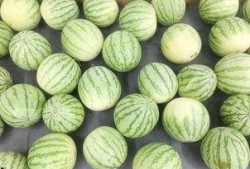 吃瓜照片真实,真实还原的幕后故事