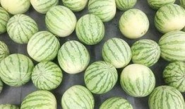 吃瓜照片真实,真实还原的幕后故事