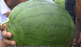 苏农新吃瓜,揭秘农业新风尚