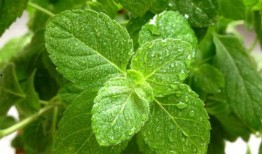 臭瓜叶子可以吃吗,探究臭瓜叶子的食用价值与食用方法