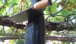 大爷树下吃瓜,大爷悠闲时光的温馨写照