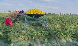 绿洲去哪里吃瓜,寻味夏日清凉瓜果盛宴