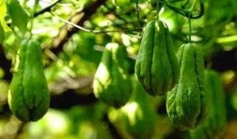 夏天佛手瓜怎么吃,多样吃法，清爽一夏