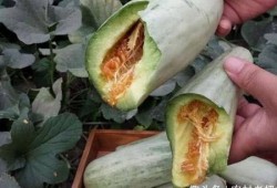 大肚瓜怎么吃,解锁美味新境界